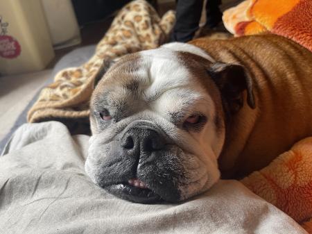 ぶるお記事画像