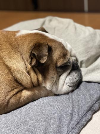 ぶるお記事画像