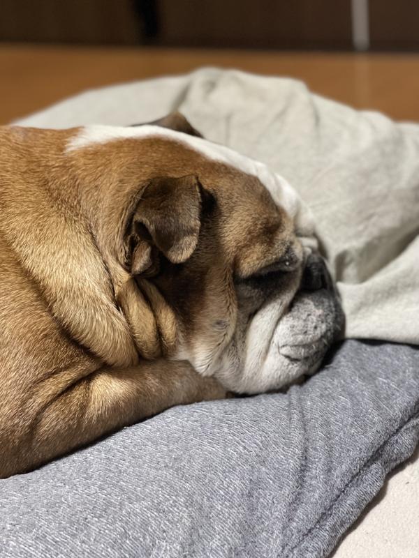 ぶるお記事画像