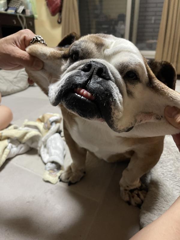 ぶるお記事画像