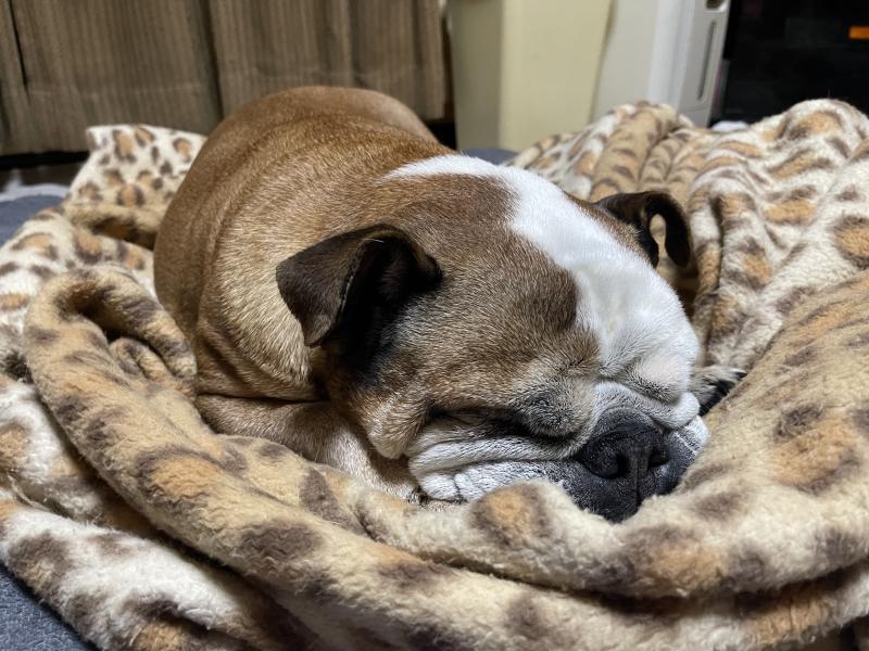 ぶるお記事画像