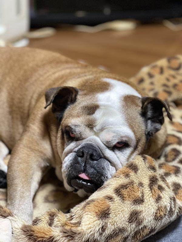 ぶるお記事画像