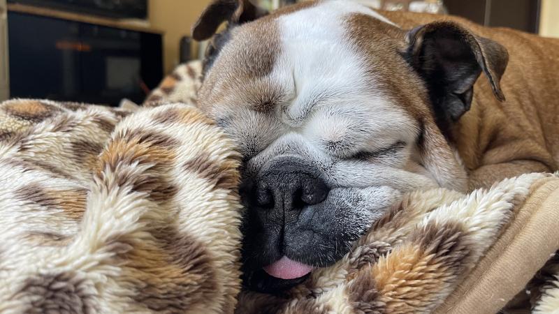 ぶるお記事画像