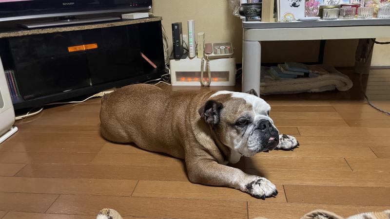 ぶるお記事画像