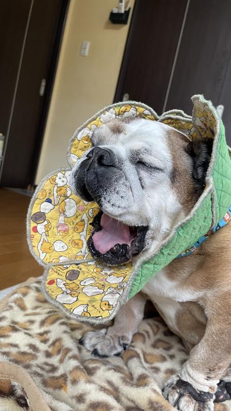 ぶるお記事画像