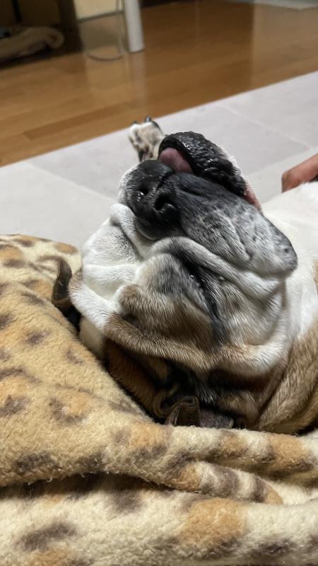 ぶるお記事画像