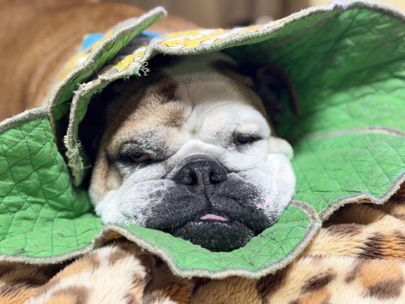 ぶるお記事画像