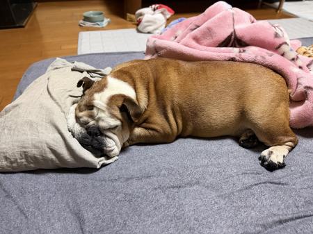 ぶるお記事画像