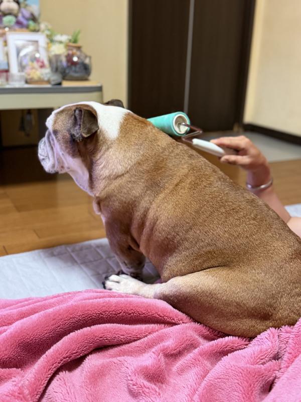 ぶるお記事画像
