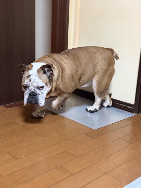 ぶるお記事画像