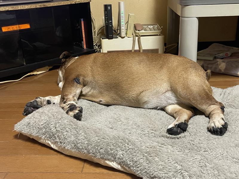 ぶるお記事画像