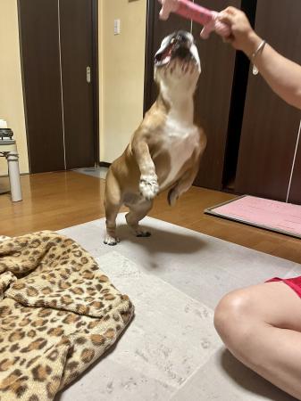 ぶるお記事画像