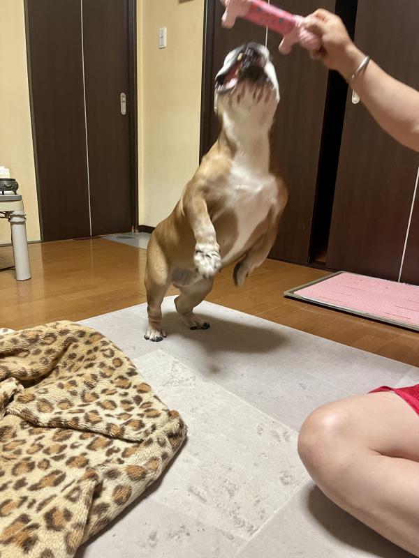 ぶるお記事画像