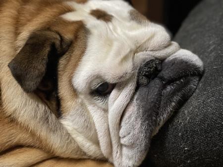 ぶるお記事画像