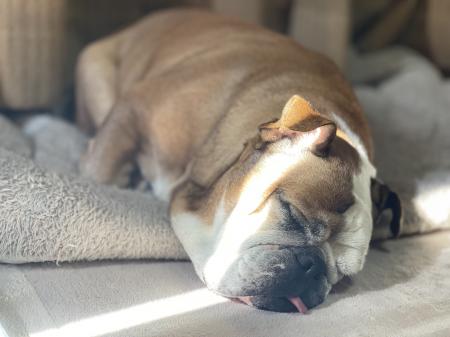 ぶるお記事画像