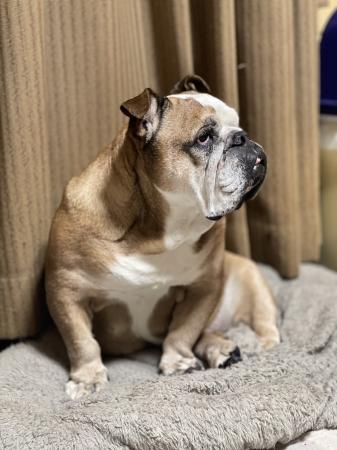 ぶるお記事画像