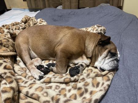 ぶるお記事画像