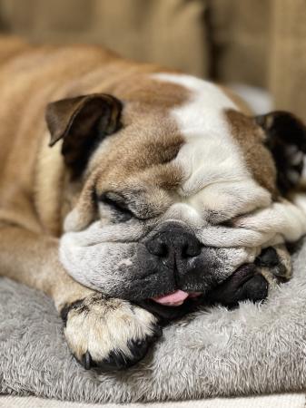 ぶるお記事画像