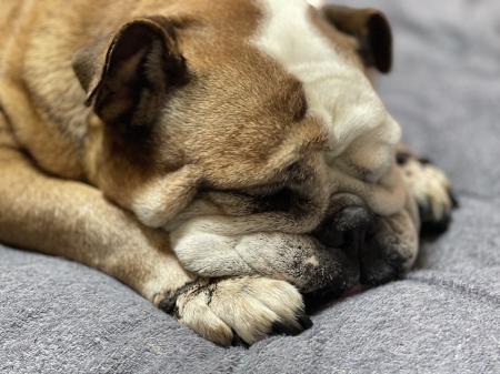 ぶるお記事画像