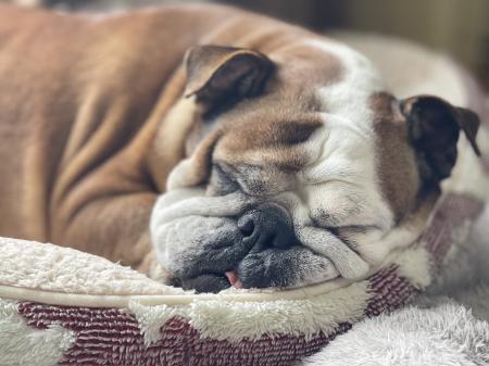 ぶるお記事画像