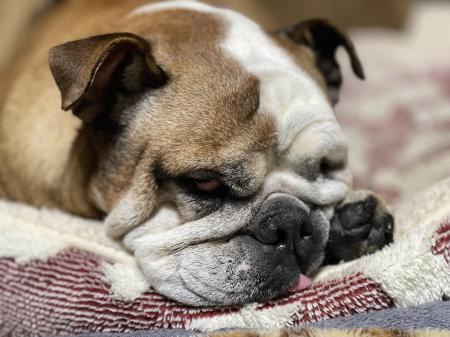 ぶるお記事画像