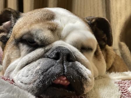 ぶるお記事画像