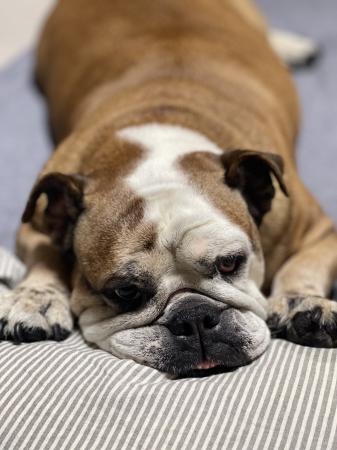 ぶるお記事画像