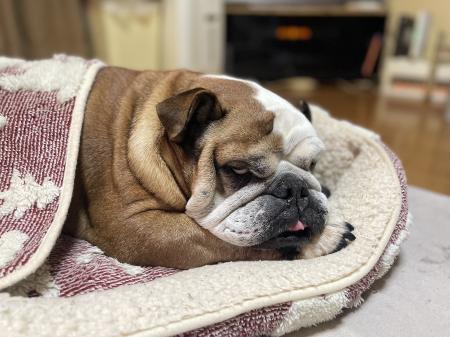 ぶるお記事画像