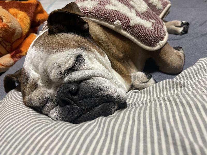 ぶるお記事画像