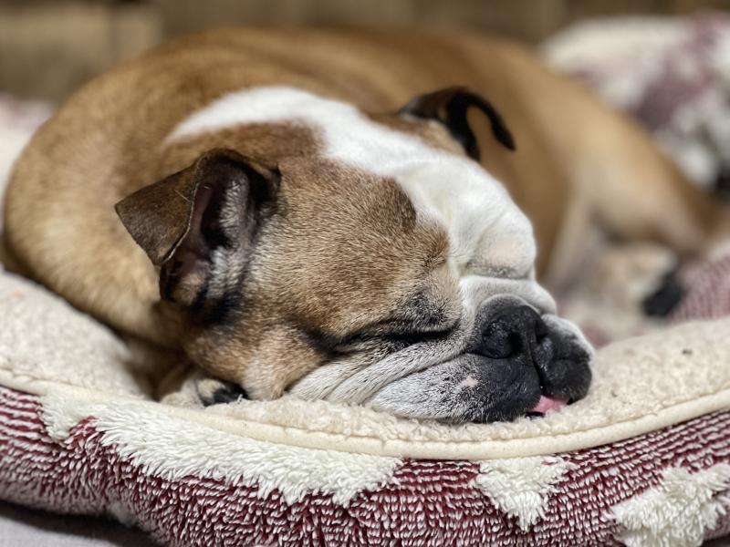 ぶるお記事画像