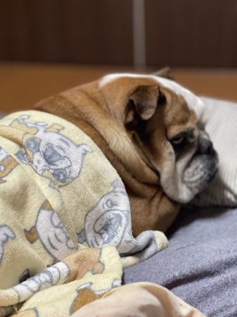 ぶるお記事画像