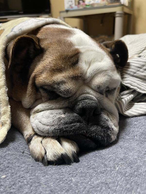 ぶるお記事画像