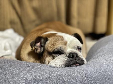 ぶるお記事画像