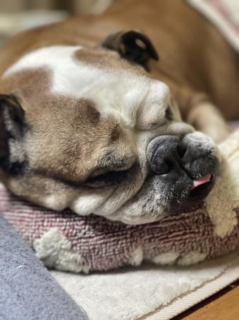 ぶるお記事画像