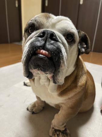 ぶるお記事画像