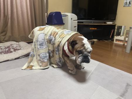 ぶるお記事画像