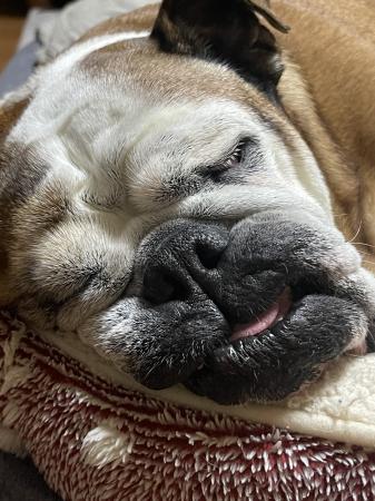 ぶるお記事画像