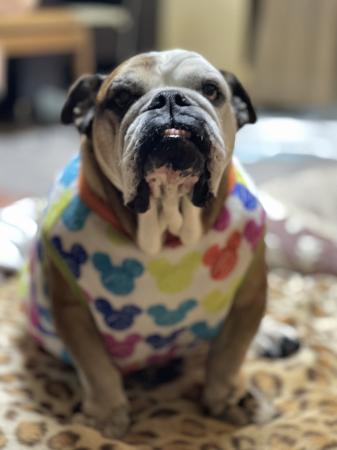 ぶるお記事画像