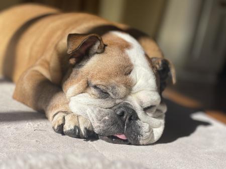 ぶるお記事画像