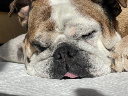 ぶるお記事画像