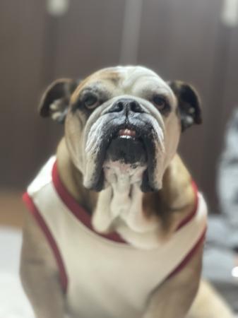 ぶるお記事画像