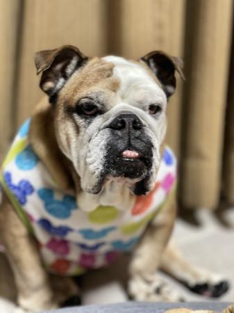 ぶるお記事画像