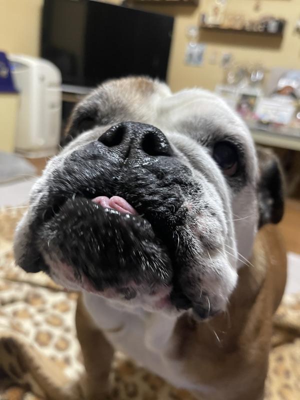 ぶるお記事画像