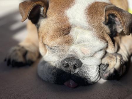 ぶるお記事画像