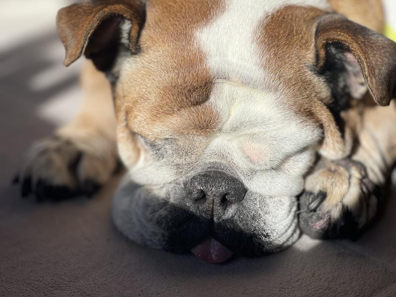 ぶるお記事画像