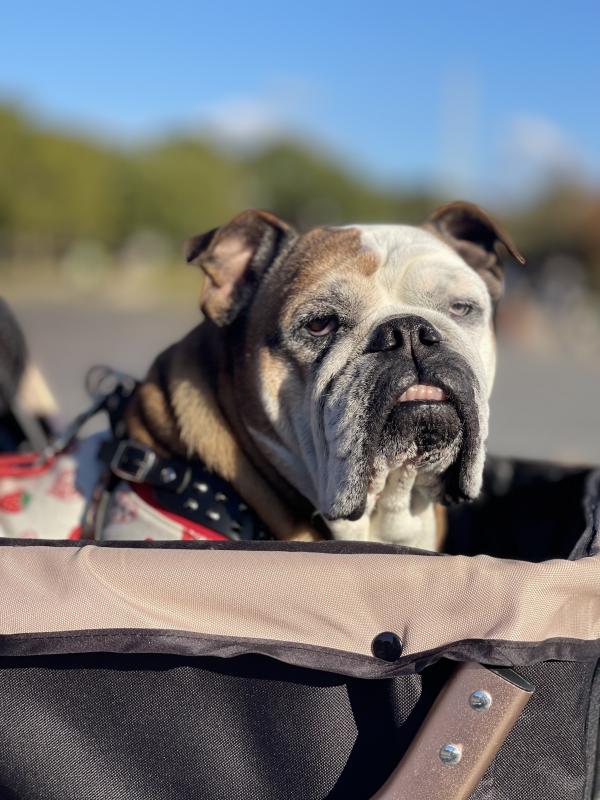 ぶるお記事画像