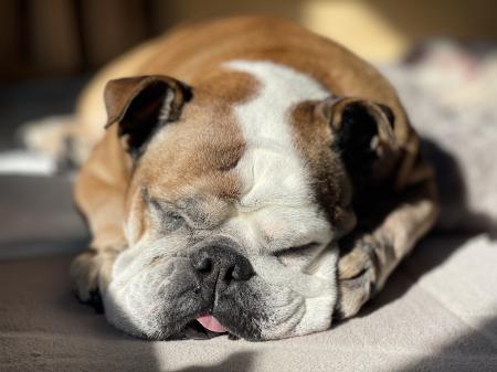 ぶるお記事画像