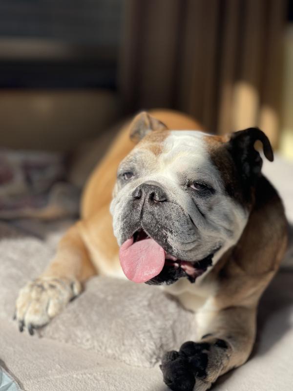 ぶるお記事画像