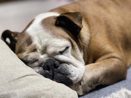 ぶるお記事画像