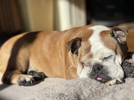 ぶるお記事画像